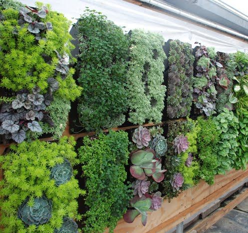 Balcony Gardening
