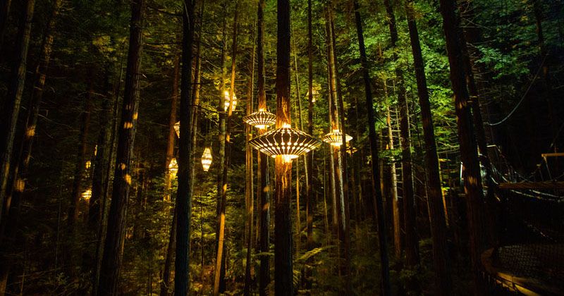 Sculptural Lights By David Trubridge Have Been Added To A Treewalk In New Zealand